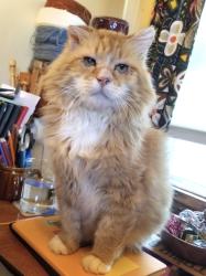 Lost Male Cat last seen Hawthorne Park, Madison WI, Madison, WI 53704