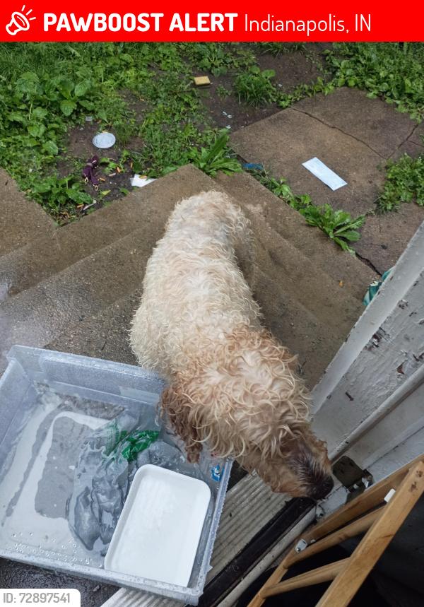 Lost Unknown Dog last seen Hamilton and Michigan , Indianapolis, IN 46201