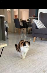 Lost Female Cat last seen Silver Court, Andromeda Avenue and any of the small streets behind Antonia Court, Tanah Merah, QLD 4128