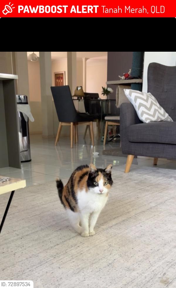 Lost Female Cat last seen Silver Court, Andromeda Avenue and any of the small streets behind Antonia Court, Tanah Merah, QLD 4128
