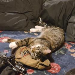 Lost Male Cat last seen saskatchewan drive, Edmonton, AB 
