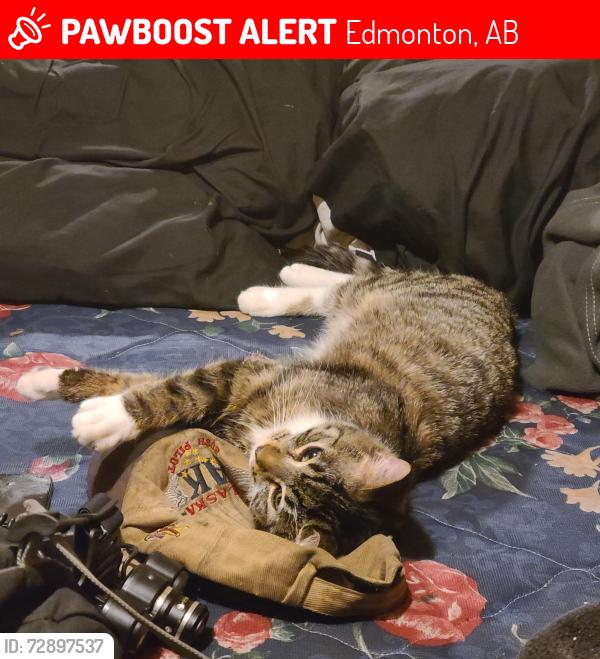 Lost Male Cat last seen saskatchewan drive, Edmonton, AB 