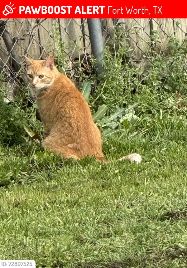 Lost Male Cat last seen Bewley and Tourist, Fort Worth, TX 76117