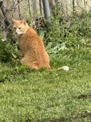 Lost Male Cat last seen Bewley and Tourist, Fort Worth, TX 76117