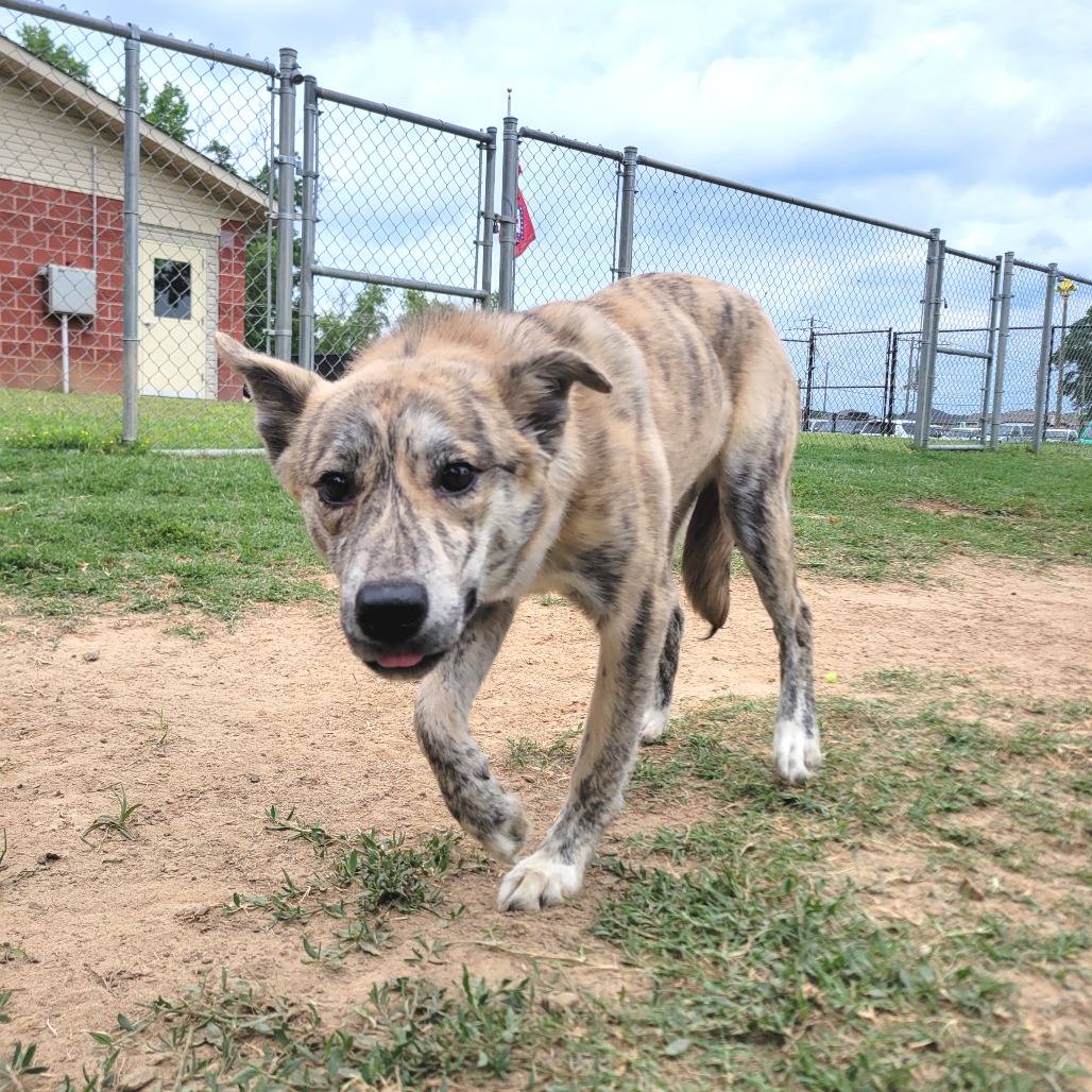 Shelter Stray Female Dog last seen , Cabot, AR 72007