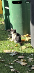 Lost Female Cat last seen Tanner road near soccer fields, Houston, TX 77041