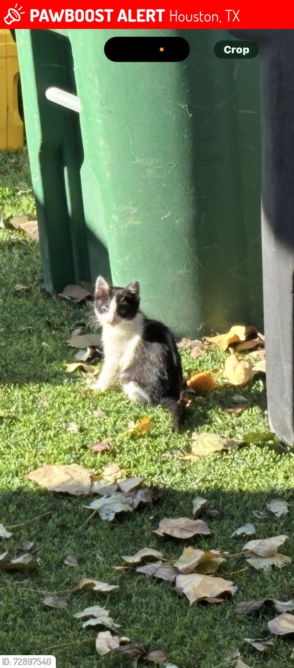 Lost Female Cat last seen Tanner road near soccer fields, Houston, TX 77041