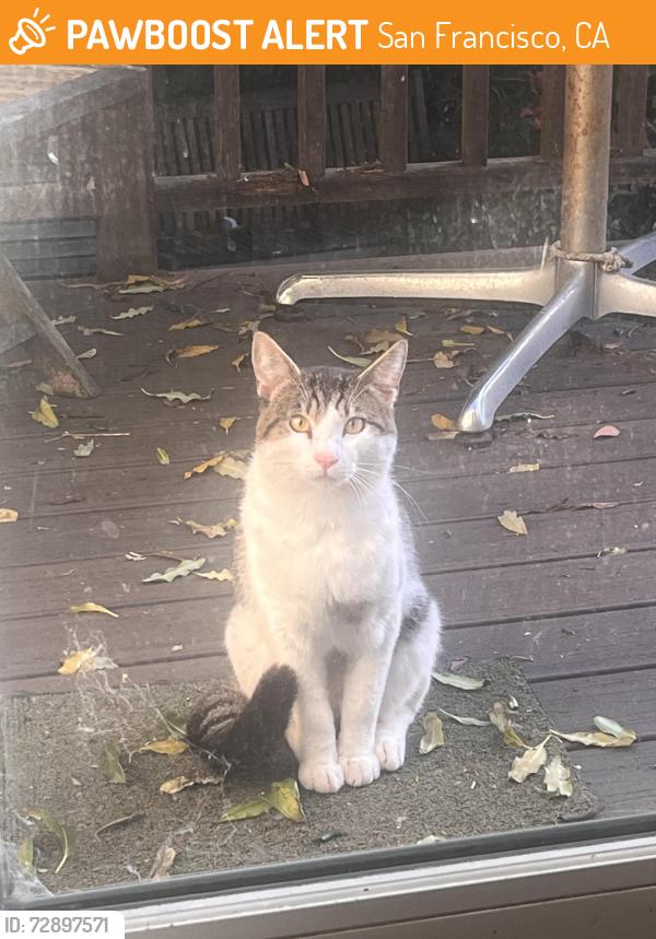 Found/Stray Unknown Cat last seen Porter street & Benton Ave, San Francisco, CA 94110
