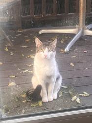 Found/Stray Unknown Cat last seen Porter street & Benton Ave, San Francisco, CA 94110