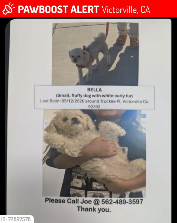 Lost Male Dog last seen Verano and truckee pl, Victorville, CA 92392