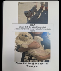 Lost Male Dog last seen Verano and truckee pl, Victorville, CA 92392