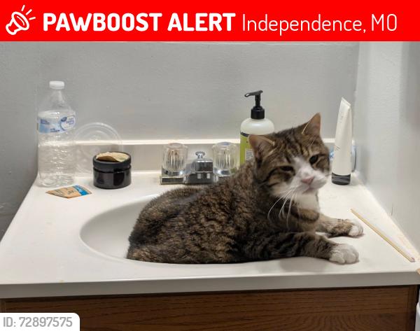 Lost Male Cat last seen Hwy 24 and Jackson, Independence, MO 64056