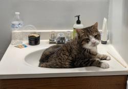 Lost Male Cat last seen Hwy 24 and Jackson, Independence, MO 64056