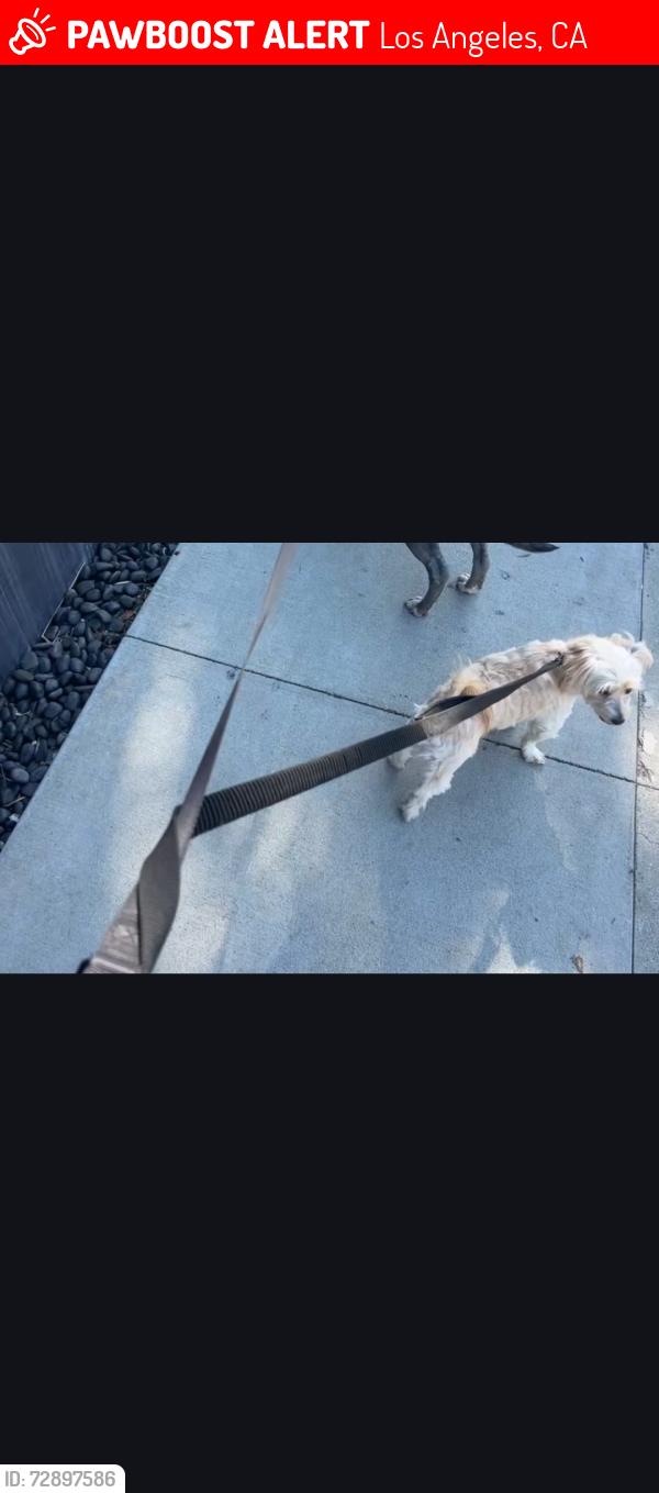 Lost Female Dog last seen Oakwood and California , Los Angeles, CA 90291