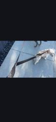 Lost Female Dog last seen Oakwood and California , Los Angeles, CA 90291