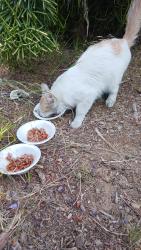Found/Stray Female Cat last seen Floral and Schoolside, Monterey Park, CA 91754