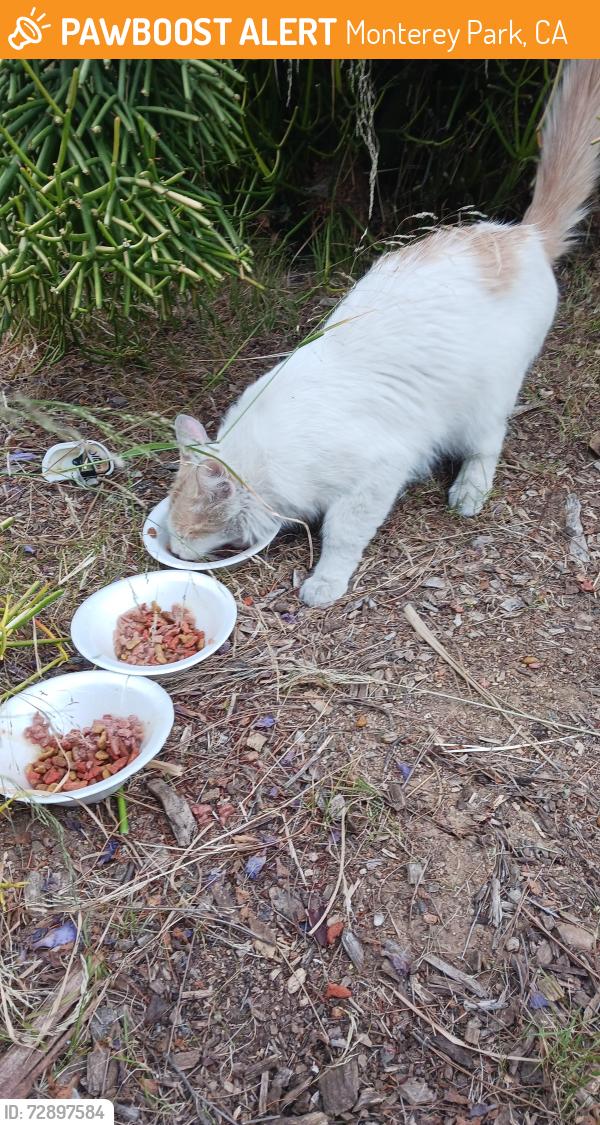 Found/Stray Female Cat last seen Floral and Schoolside, Monterey Park, CA 91754