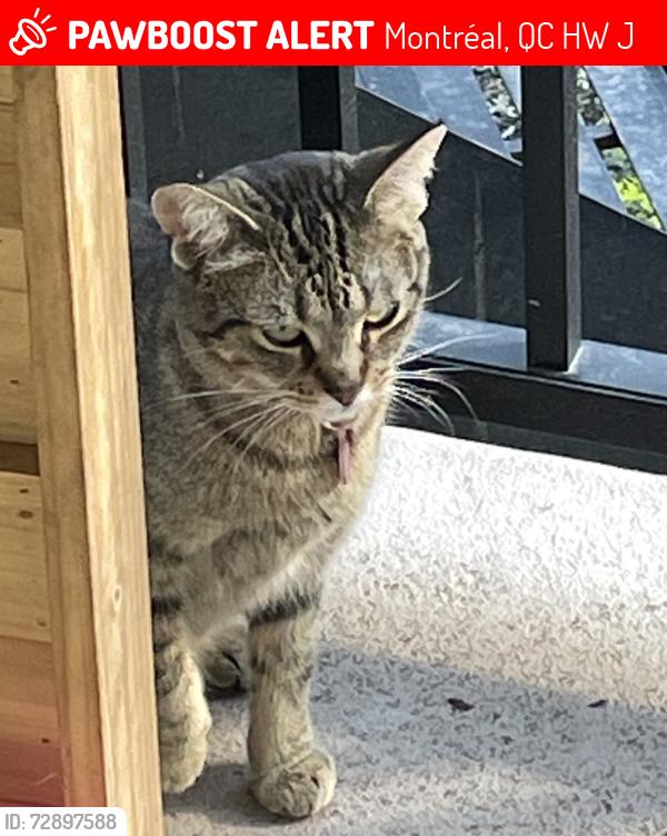 Lost Female Cat last seen ruelle behind Hochelaga/Joliette, Montréal, QC H1W 3J7