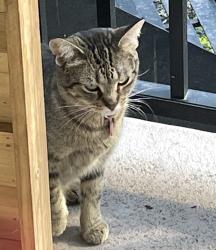 Lost Female Cat last seen ruelle behind Hochelaga/Joliette, Montréal, QC H1W 3J7