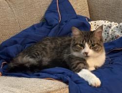 Lost Female Cat last seen Near Vitruvian Way apt 504, Addison, TX 75001