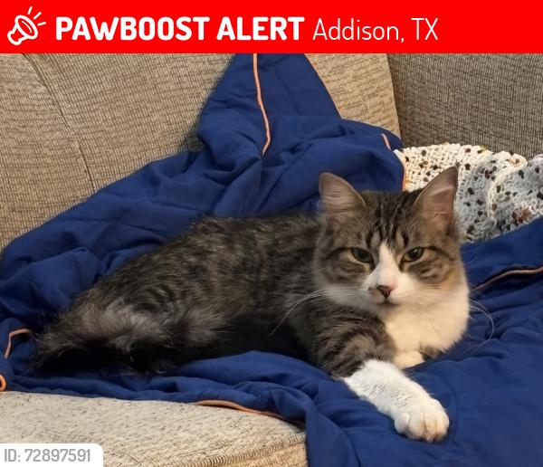 Lost Female Cat last seen Near Vitruvian Way apt 504, Addison, TX 75001