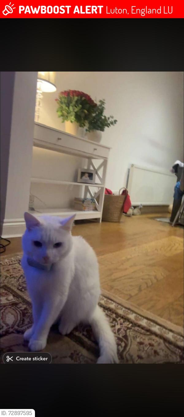 Lost Male Cat last seen Hurst way luton, Luton, England LU3