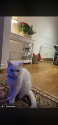 Lost Male Cat last seen Hurst way luton, Luton, England LU3