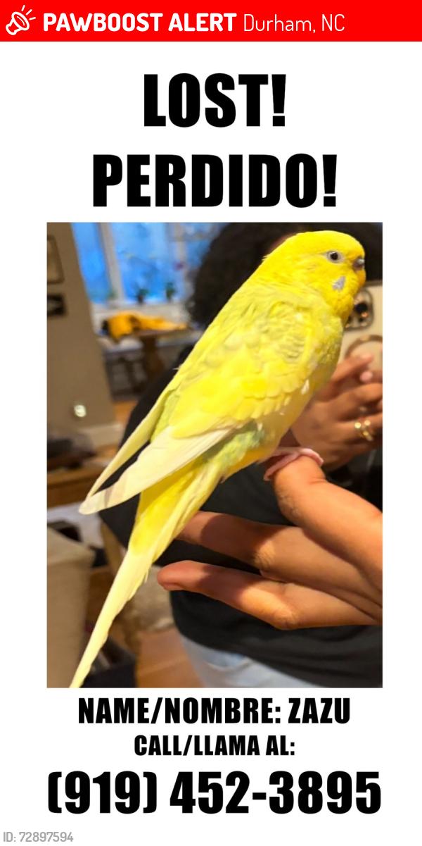 Lost Male Bird last seen Near Worland Dr.,Durham,NC, Durham, NC 27712