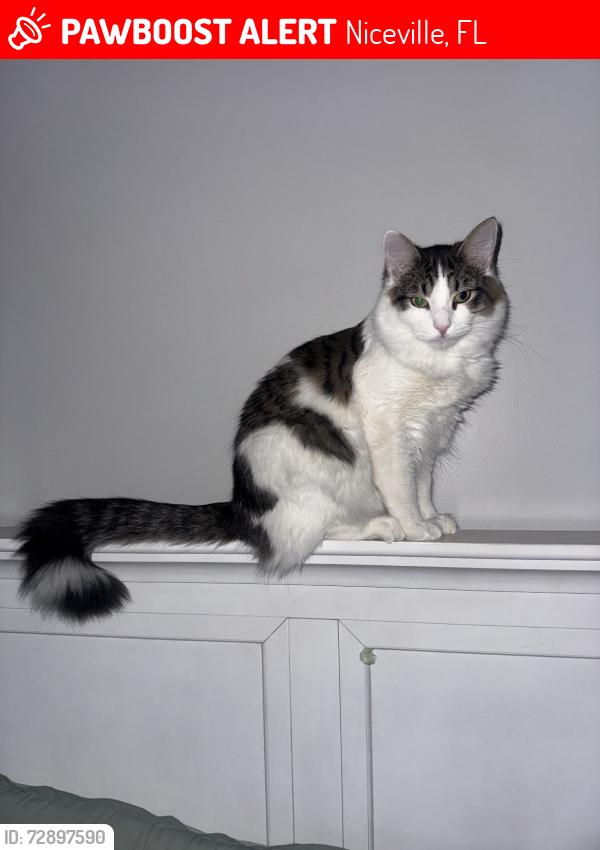 Lost Male Cat last seen Parkwood Place near little Caesars in Niceville Fl, Niceville, FL 32578
