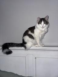 Lost Male Cat last seen Parkwood Place near little Caesars in Niceville Fl, Niceville, FL 32578