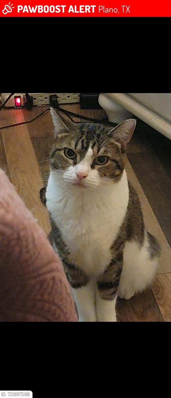 Lost Female Cat last seen Near ridgecrest Dr plano tx , Plano, TX 75074