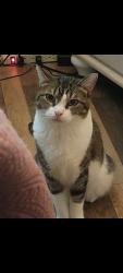 Lost Female Cat last seen Near ridgecrest Dr plano tx , Plano, TX 75074