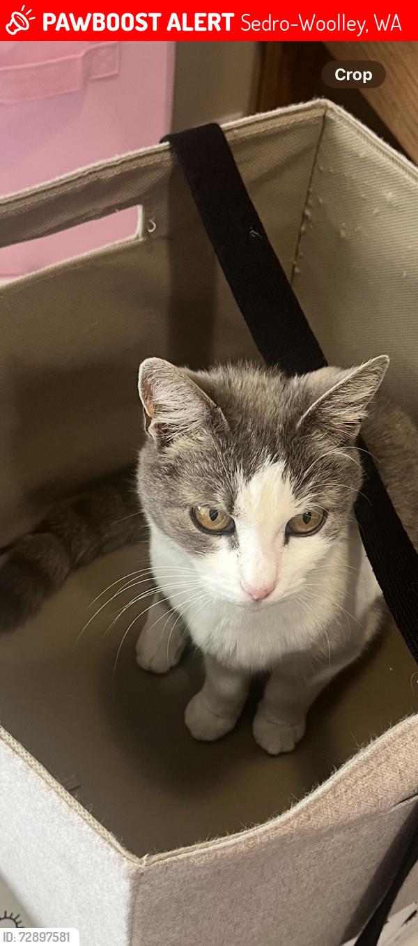 Lost Female Cat last seen Highway 20, Sedro-Woolley, WA 98273