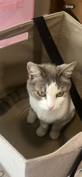 Lost Female Cat last seen Highway 20, Sedro-Woolley, WA 98273