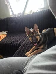 Lost Female Dog last seen Idlewile and Burke street, Tampa, FL 33614