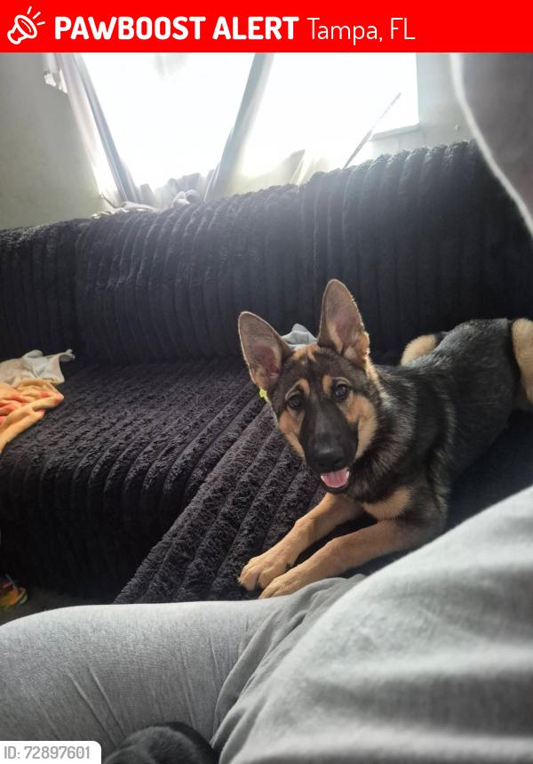 Lost Female Dog last seen Idlewile and Burke street, Tampa, FL 33614