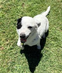 Found/Stray Unknown Dog last seen Patmon Drive/Geneva Point, Elk Grove, CA 95624