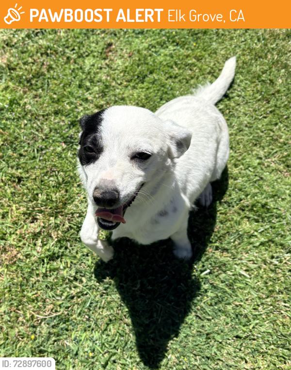 Found/Stray Unknown Dog last seen Patmon Drive/Geneva Point, Elk Grove, CA 95624