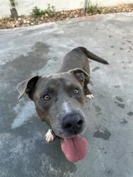 Shelter Stray Male Dog last seen Near BLOCK NW 141 ST, Doral, FL 33122