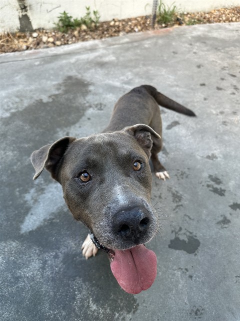 Shelter Stray Male Dog last seen Near BLOCK NW 141 ST, Doral, FL 33122