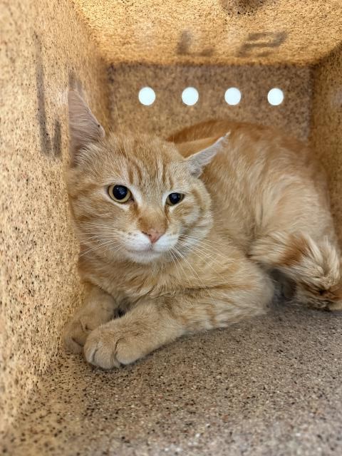 Shelter Stray Male Cat last seen Near BLOCK JONES AVE, RIVERSIDE CA 92505, Jurupa Valley, CA 92509