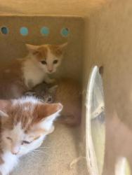 Shelter Stray Unknown Cat last seen Near BLOCK S REDWING ST, WEST VALLEY CITY UT 84119, Salt Lake City, UT 84120