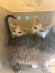 Shelter Stray Unknown Cat last seen Near BLOCK S REDWING ST, WEST VALLEY CITY UT 84119, Salt Lake City, UT 84120