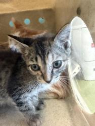 Shelter Stray Unknown Cat last seen Near BLOCK S REDWING ST, WEST VALLEY CITY UT 84119, Salt Lake City, UT 84120