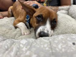 Shelter Stray Male Dog last seen Near BLOCK COLUMBUS ST, BAKERSFIELD CA 93306, Bakersfield, CA 93308