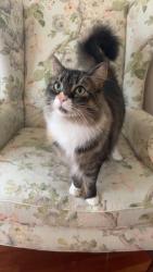 Reunited Female Cat last seen Bare Hill Pond, Harvard, MA 01451