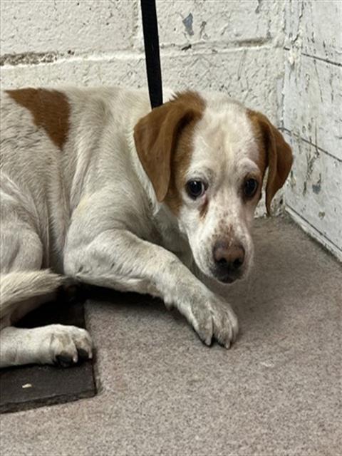 Shelter Stray Male Dog last seen WILSON X BASELINE, San Bernardino, CA 92401