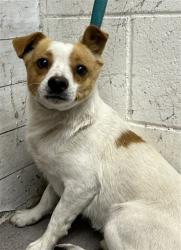 Shelter Stray Male Dog last seen WILSON X BASELINE, San Bernardino, CA 92401