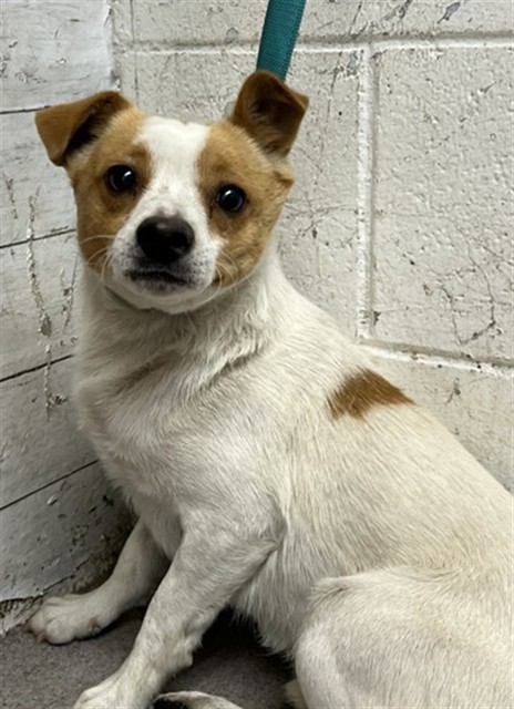 Shelter Stray Male Dog last seen WILSON X BASELINE, San Bernardino, CA 92401