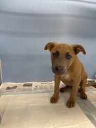 Shelter Stray Male Dog last seen Near BLOCK W COURT ST, San Bernardino, CA 92401